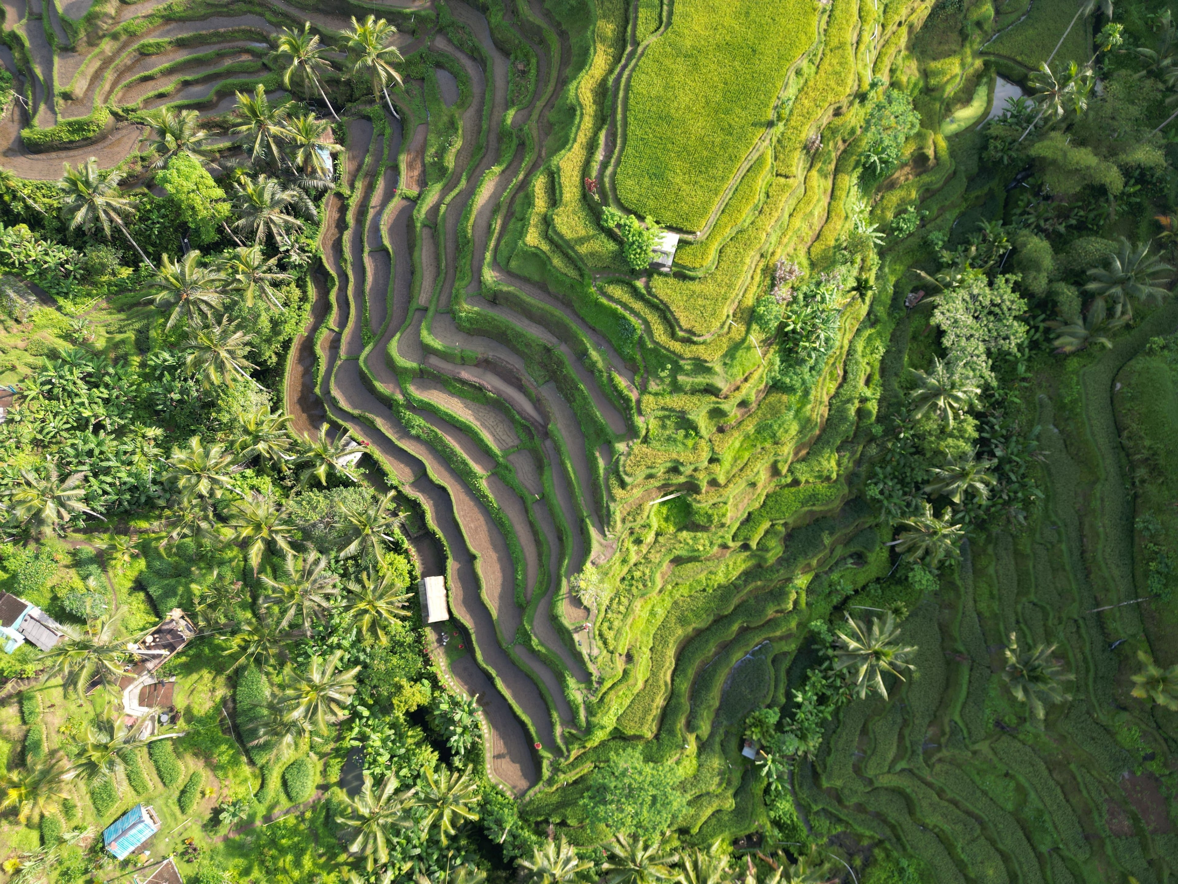 Green Landscape Birdview